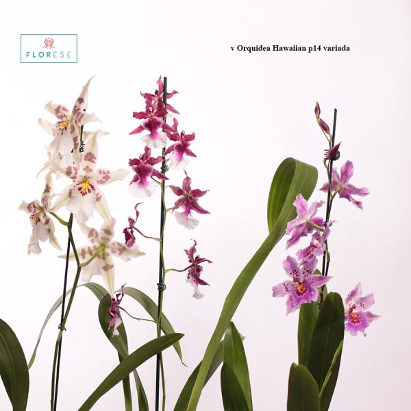 v orquidea Hawaiian p14 | Florese