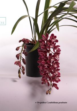 v-orquidea-cymbidium-pendente