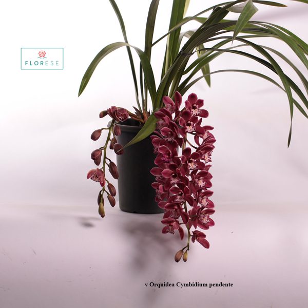 v orquídea Cymbidium pendente marrom | Florese
