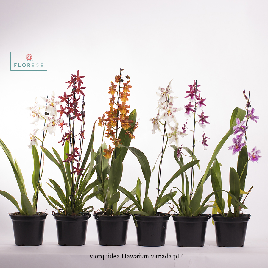 v orquidea Hawaiian p14 | Florese